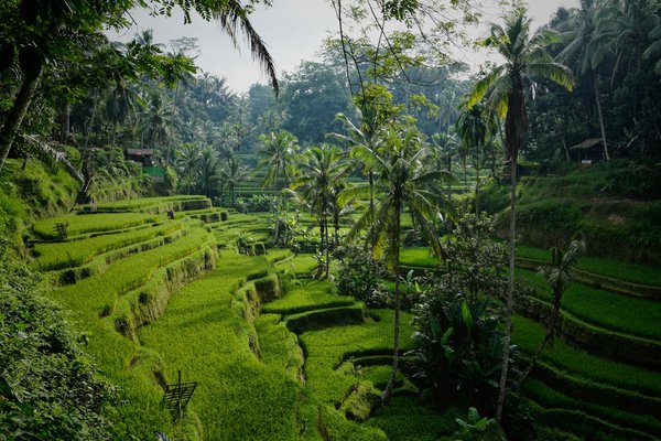 Comment découvrir les temples cachés de Bali lors d'une randonnée culturelle?