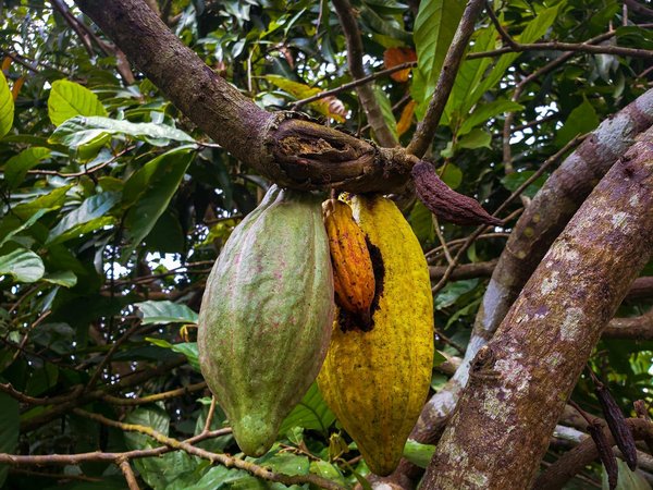 Comment organiser une visite des plantations de cacao au Costa Rica ?