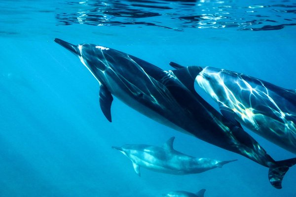 Où pratiquer la plongée avec les dauphins aux Açores, Portugal ?