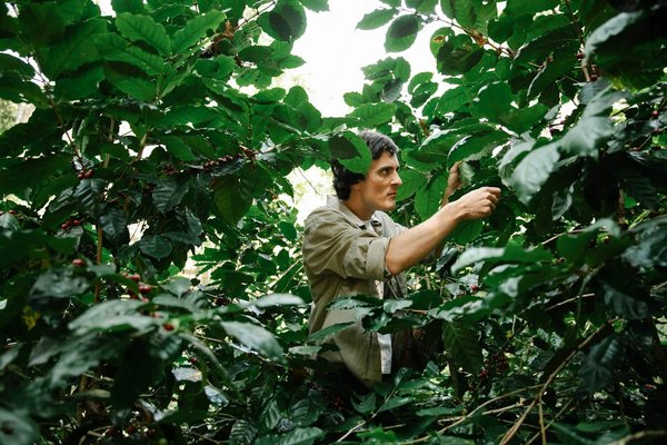 Comment organiser une visite des plantations de café en Colombie : itinéraires et dégustations ?